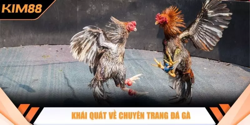Khái quát về chuyên trang đá gà